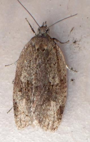 Réf. 318 590 : Syndemis musculana