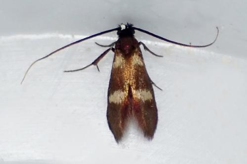 Réf. 318 568 : Cauchas fibulella