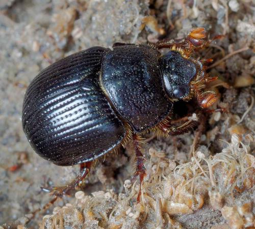 Odonteus armiger