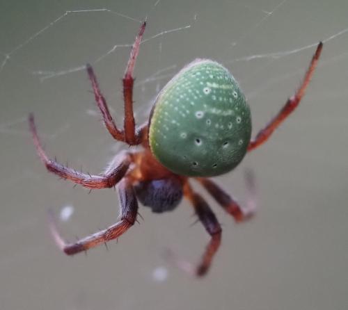 Araneus apricus