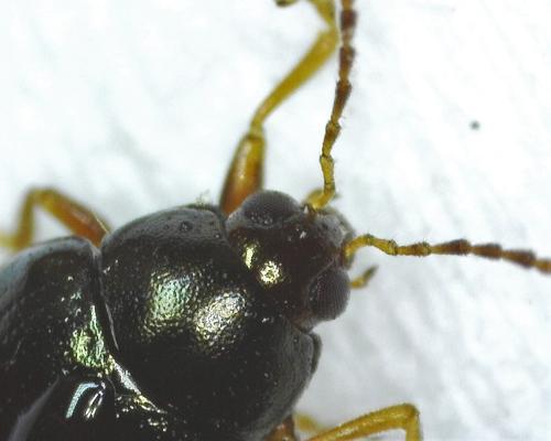 Réf. 318 439 : Psylliodes sp.
