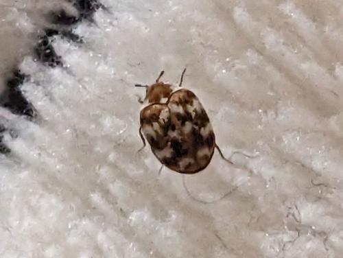 Anthrenus sp.