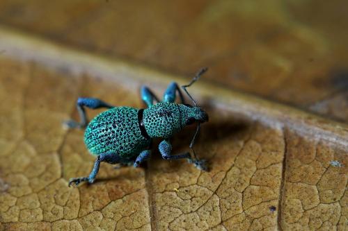 Isopterus sp.