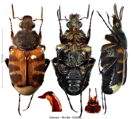 Paratrichius vitalisi