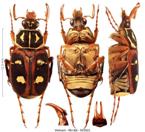 Réf. 318 321 : Paratrichius vicinus