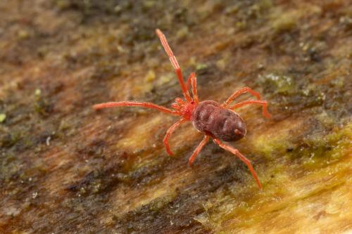 Podothrombium sp.