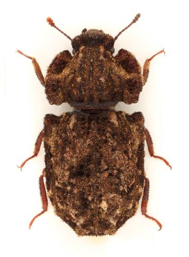 Pristoderus bakewelli