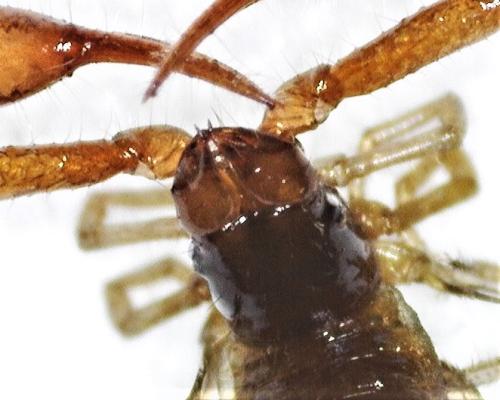 Neobisium sp.
