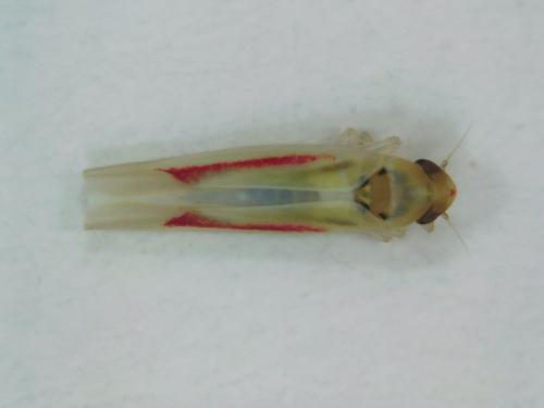 Zygina eburnea