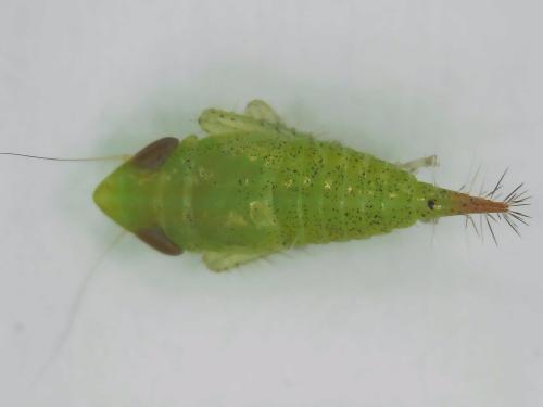 Fieberiella sp.