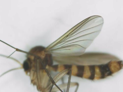 Rymosia fasciata