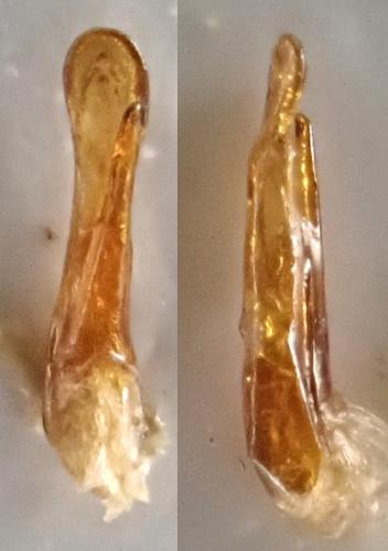 Philonthus coprophilus
