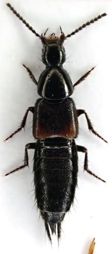 Philonthus coprophilus