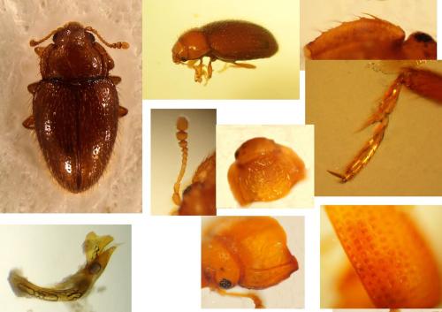 Mycetaea subterranea