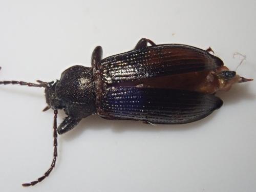 Réf. 318 162 : Stenomax aeneus