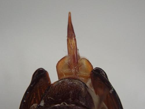 Réf. 318 163 : Stenomax aeneus
