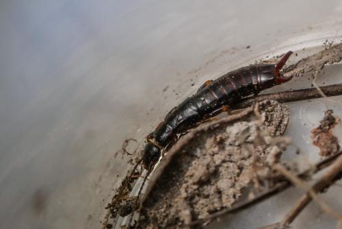 Euborellia moesta