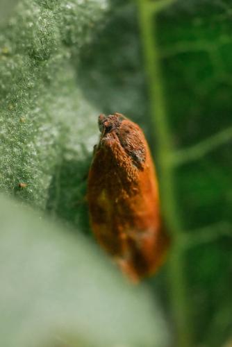 Cacoecimorpha pronubana