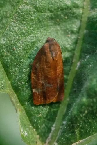 Réf. 318 669 : Cacoecimorpha pronubana