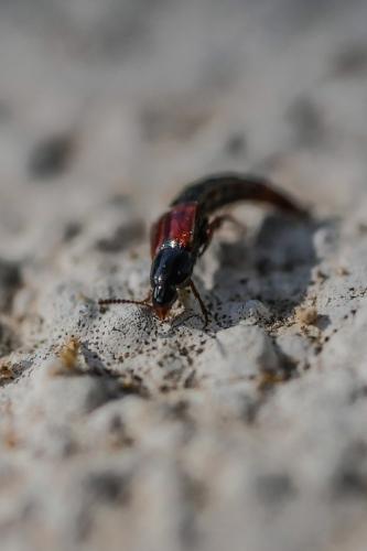Mycetoporus sp.