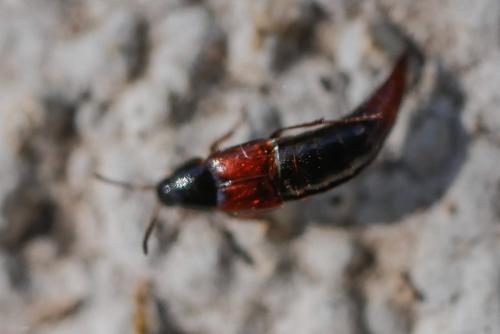 Mycetoporus sp.