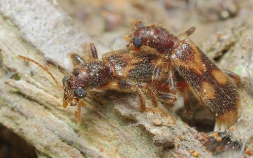 Opilo mollis