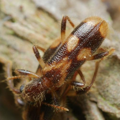 Opilo mollis