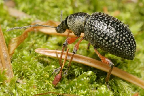 Réf. 318 663 : Otiorhynchus coecus