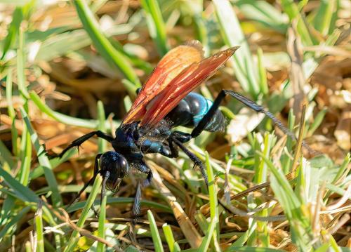 Pepsis sp.