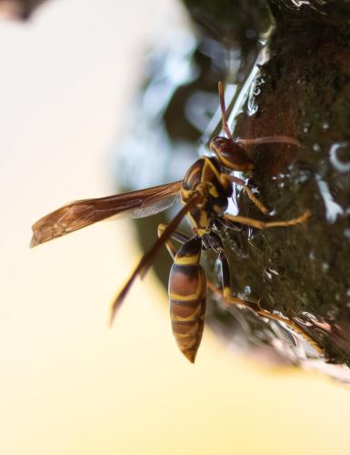 Polistes lineonotus
