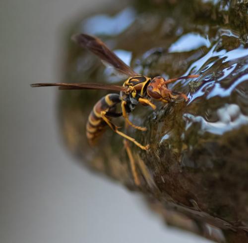 Polistes lineonotus
