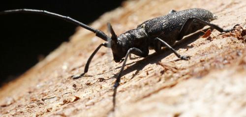 Monochamus sartor