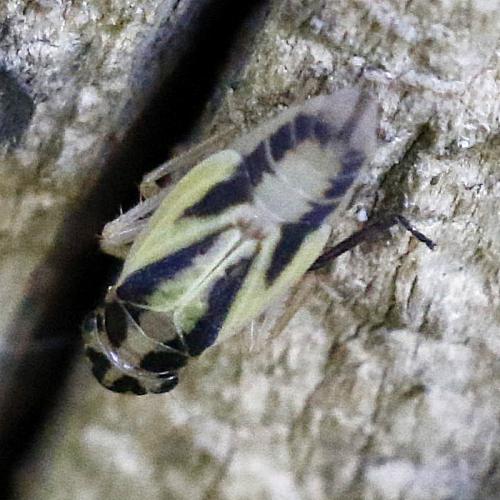 Evacanthus interruptus