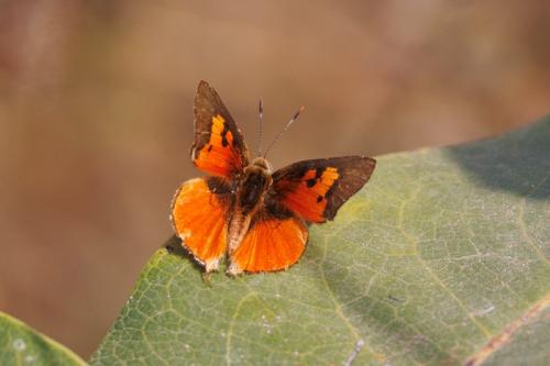 Axiocerses sp.