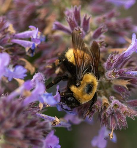 Réf. 318 483 : Bombus nevadensis