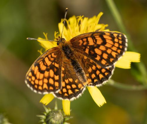 Réf. 318 354 : Melitaea athalia celadussa