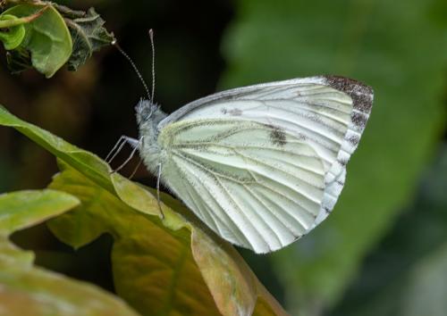 Réf. 318 479 : Pieris napi