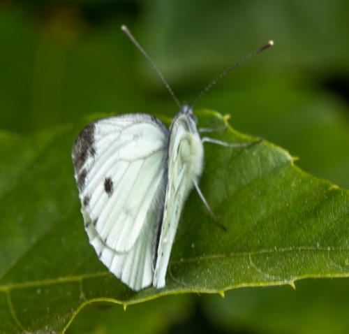 Réf. 318 480 : Pieris napi