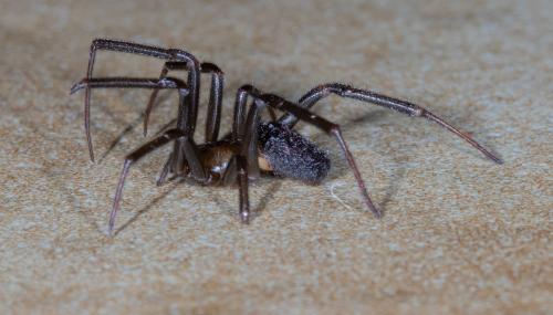 Steatoda grossa