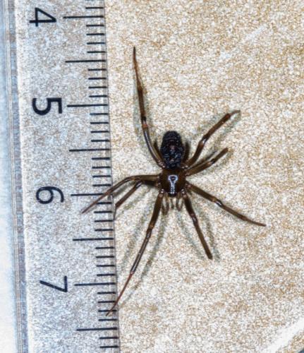 Steatoda grossa