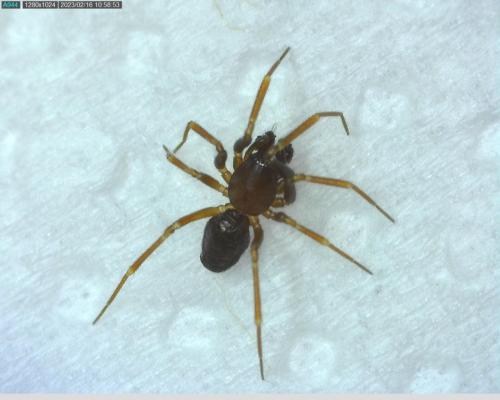 Microneta viaria