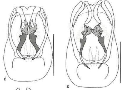 Carpelimus divers