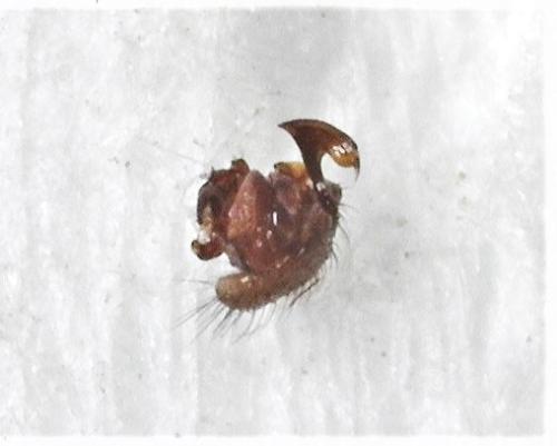 Microneta viaria