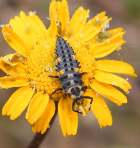 Coccinella septempunctata