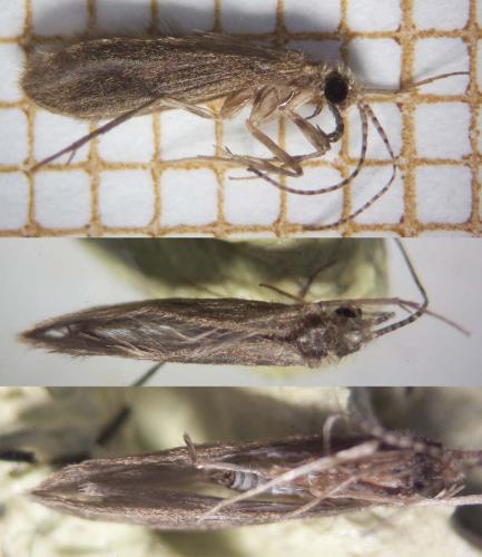 Réf. 318 982 : Psychomyia pusilla