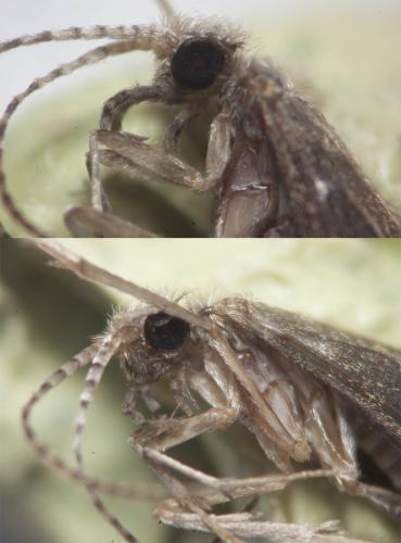Réf. 318 983 : Psychomyia pusilla