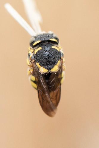 Réf. 318 153 : Anthidiellum strigatum