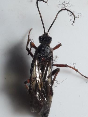 Réf. 318 061 : Diphyus quadripunctorius