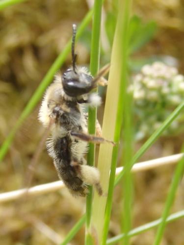 Réf. 318 603 : Andrena sp.