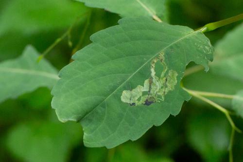 Réf. 318 956 : Phytoliriomyza melampyga